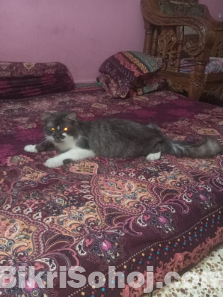 pashiyan cat male